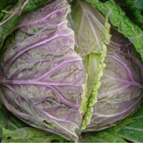 Cabbage 'Violaceo Di Verona'