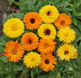 Calendula 'Pacific Beauty' - Green Harvest