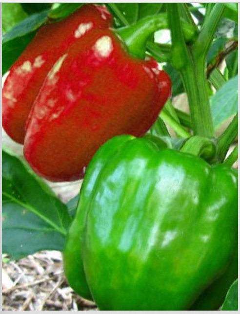 Capsicum 'Yolo Wonder' - Green Harvest