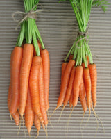 Carrot 'Baby Amsterdam' - Green Harvest