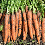 Carrot 'Nantes' - Green Harvest