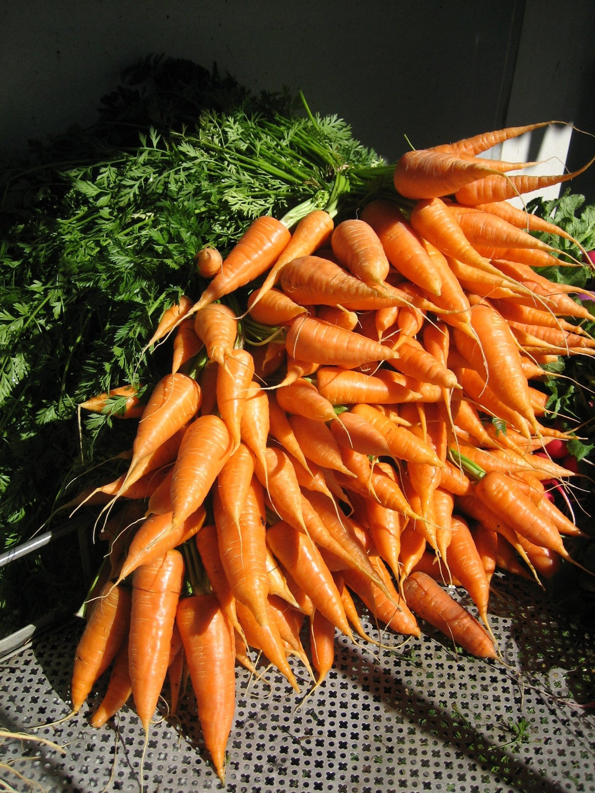 Carrot 'Red - Core Chantenay' - Green Harvest