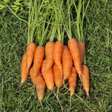 Carrot 'Baby Amsterdam'