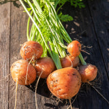 Carrot 'Paris Market'