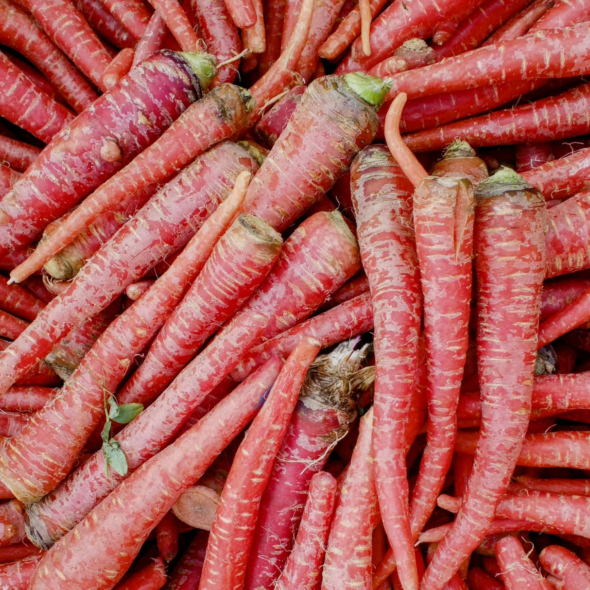 Carrot 'Scarlet Red'