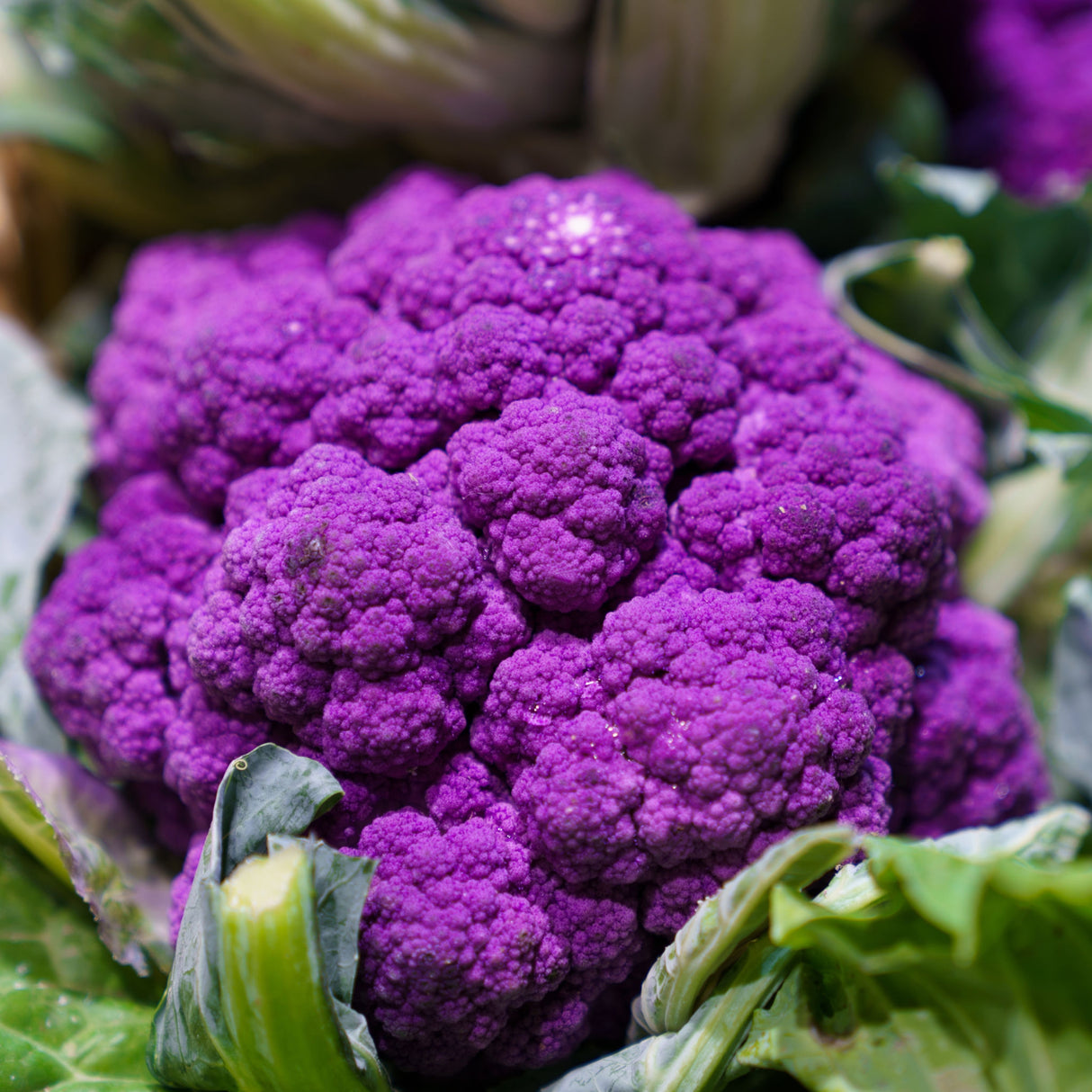 Cauliflower 'Violet Sicilian'