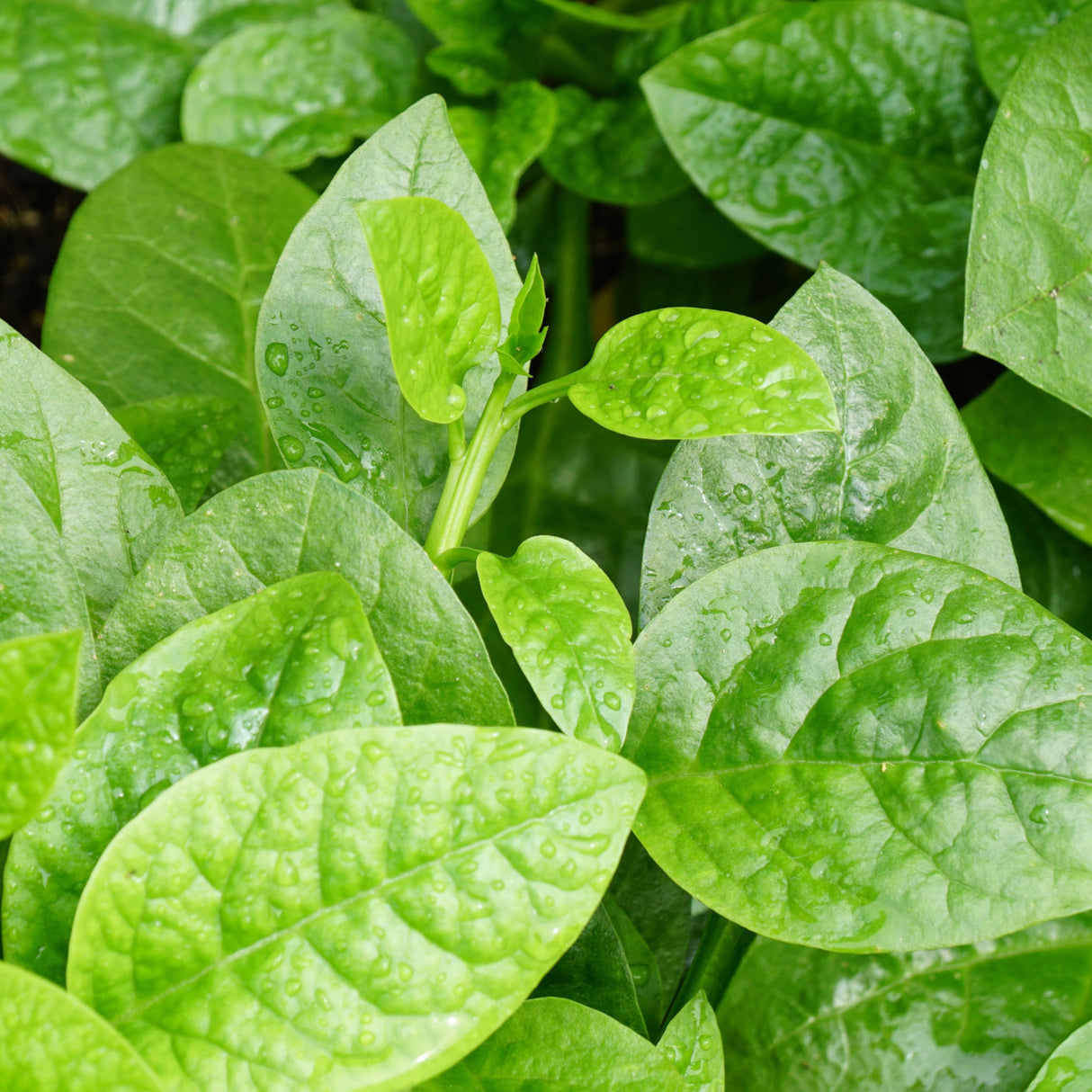 Ceylon Spinach Green Stem