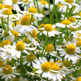 Chamomile - German