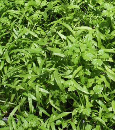 Chervil Microgreens - Green Harvest