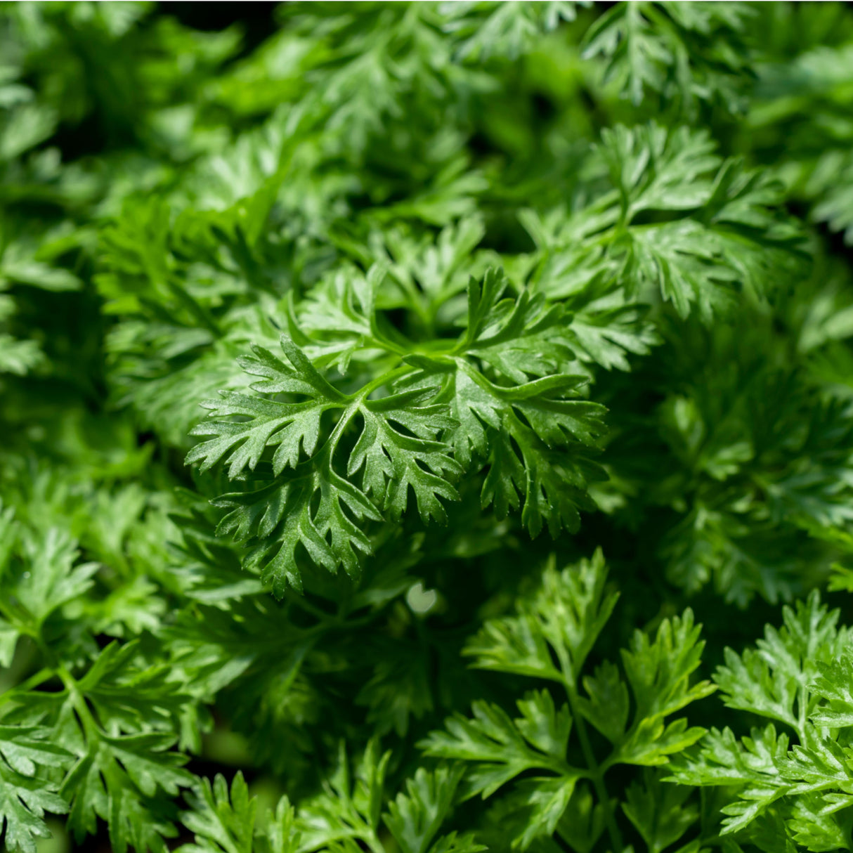 Chervil