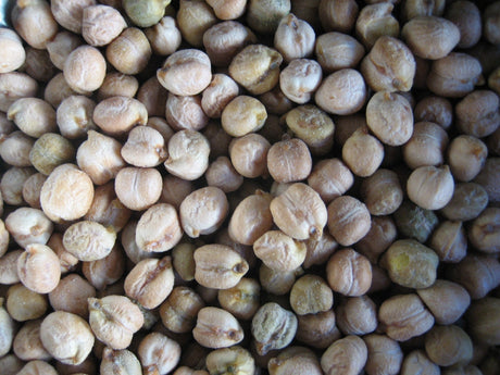 Chickpea Sprouting - Green Harvest