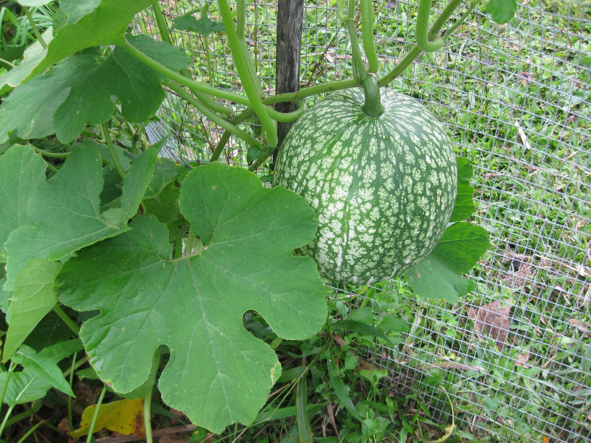 Chilacayote Squash - Green Harvest