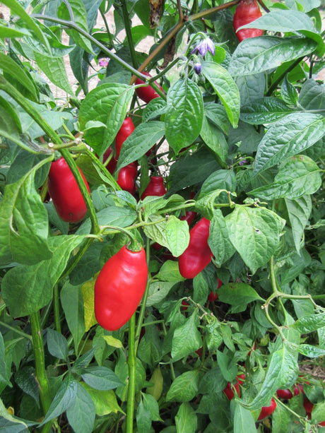 Chilli 'Rocoto Tree' - Green Harvest