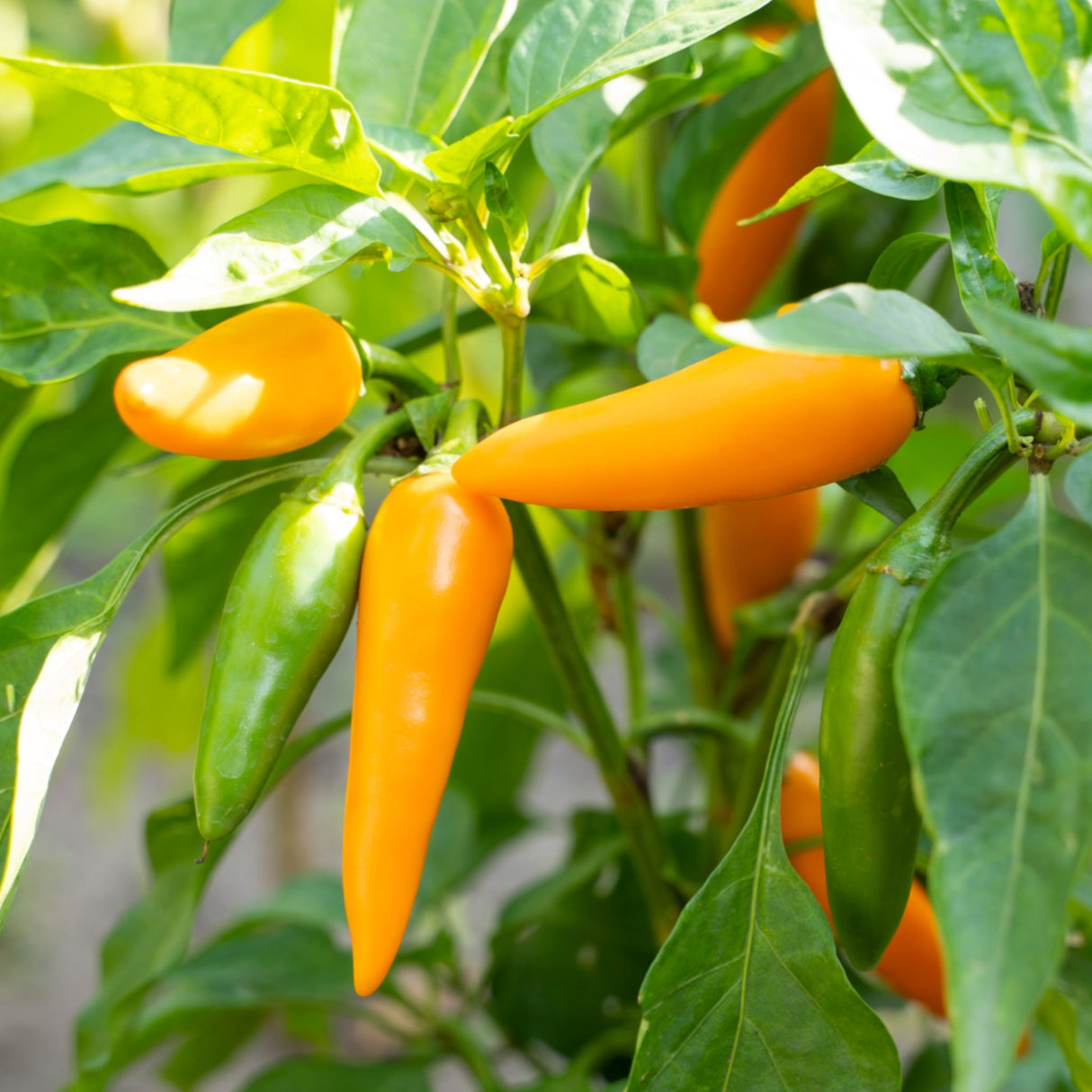 Chilli 'Bulgarian Carrot'