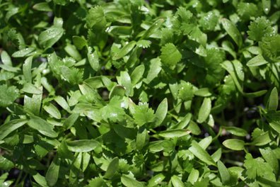 Coriander Microgreens - Green Harvest