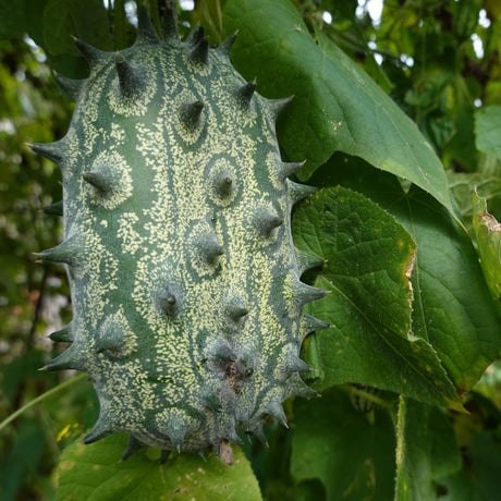 Kiwano