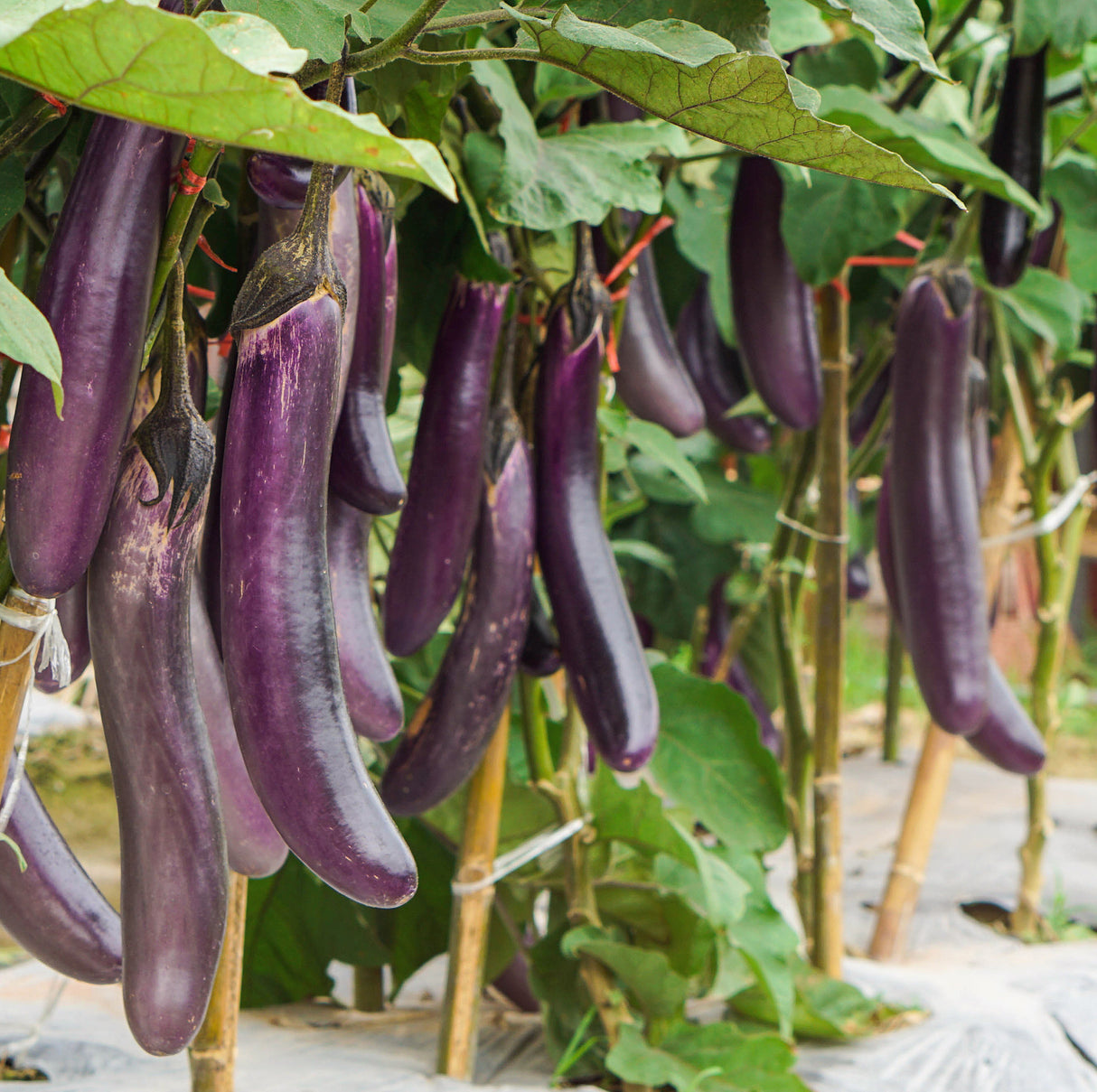 Eggplant 'Early Long Purple'