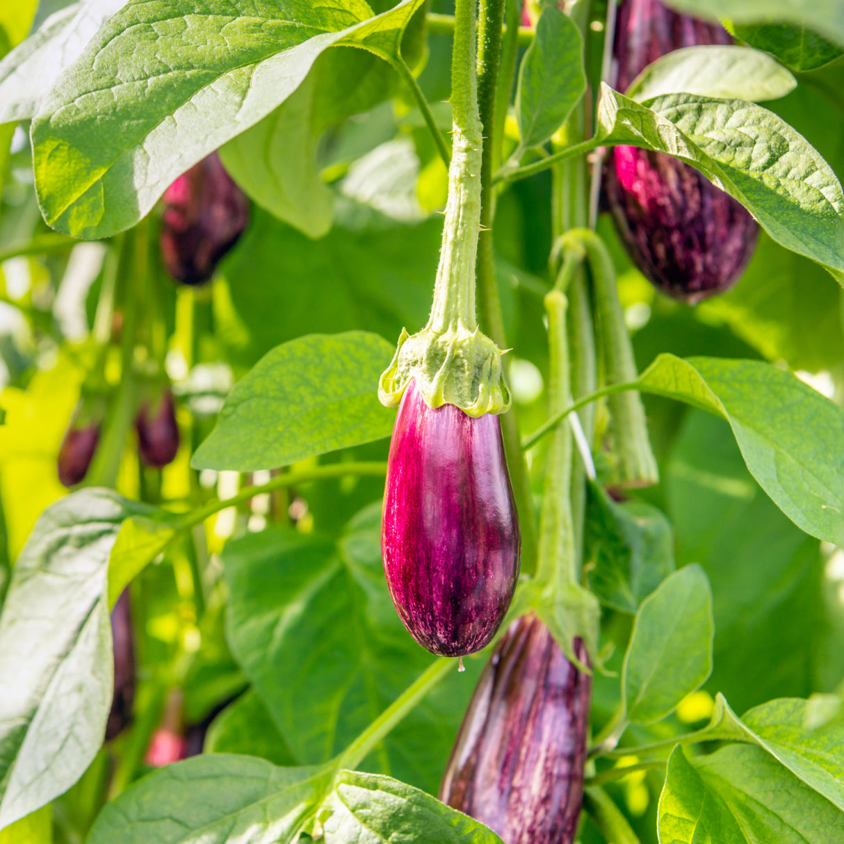 Eggplant 'Greek'