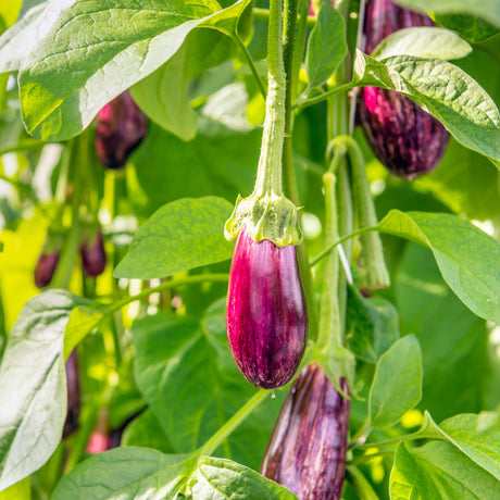 Eggplant 'Greek'