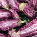 Eggplant 'Greek'