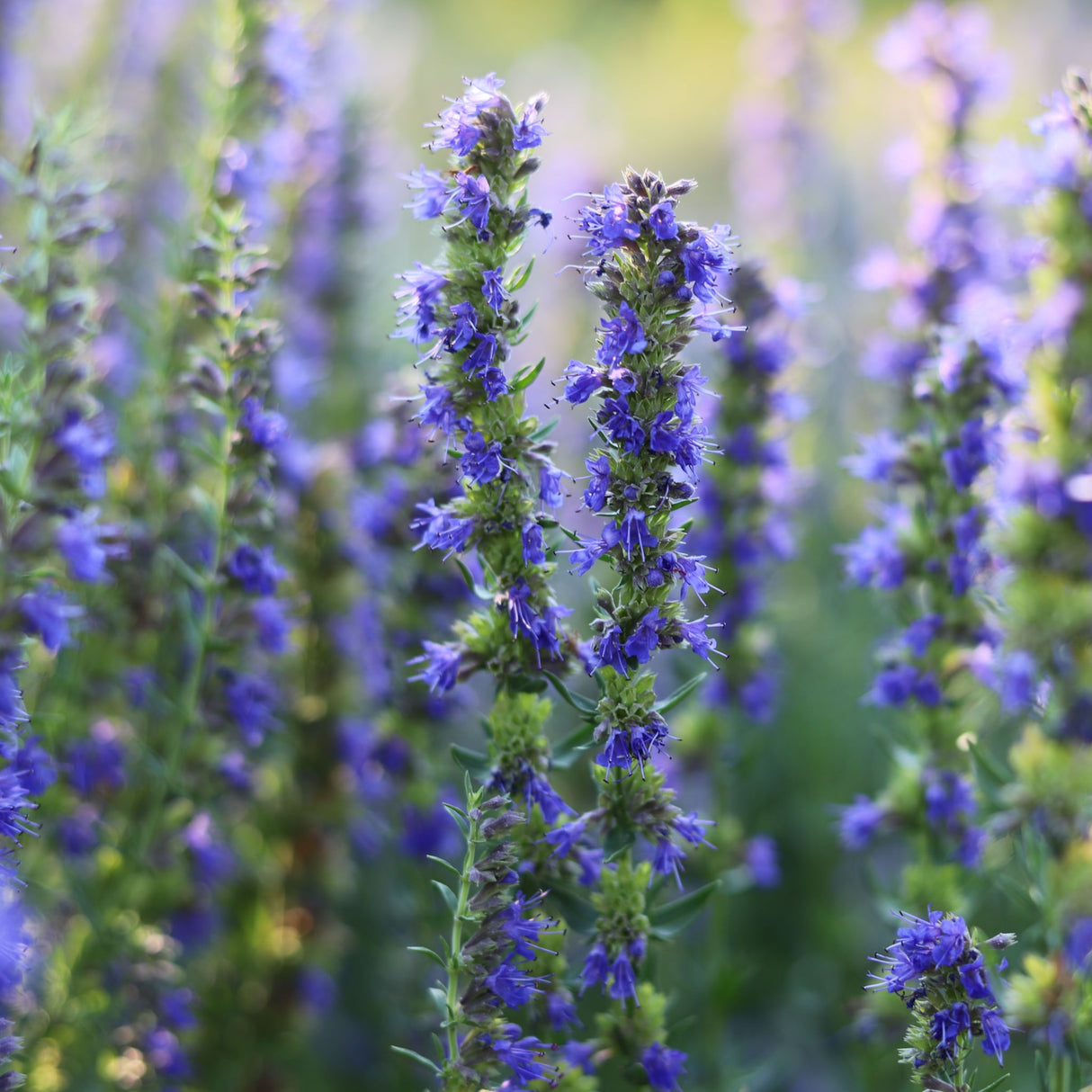 Hyssop