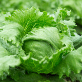 Lettuce 'Great Lakes'