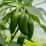 Chilli 'Jalapeno'