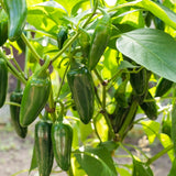 Chilli 'Jalapeno'