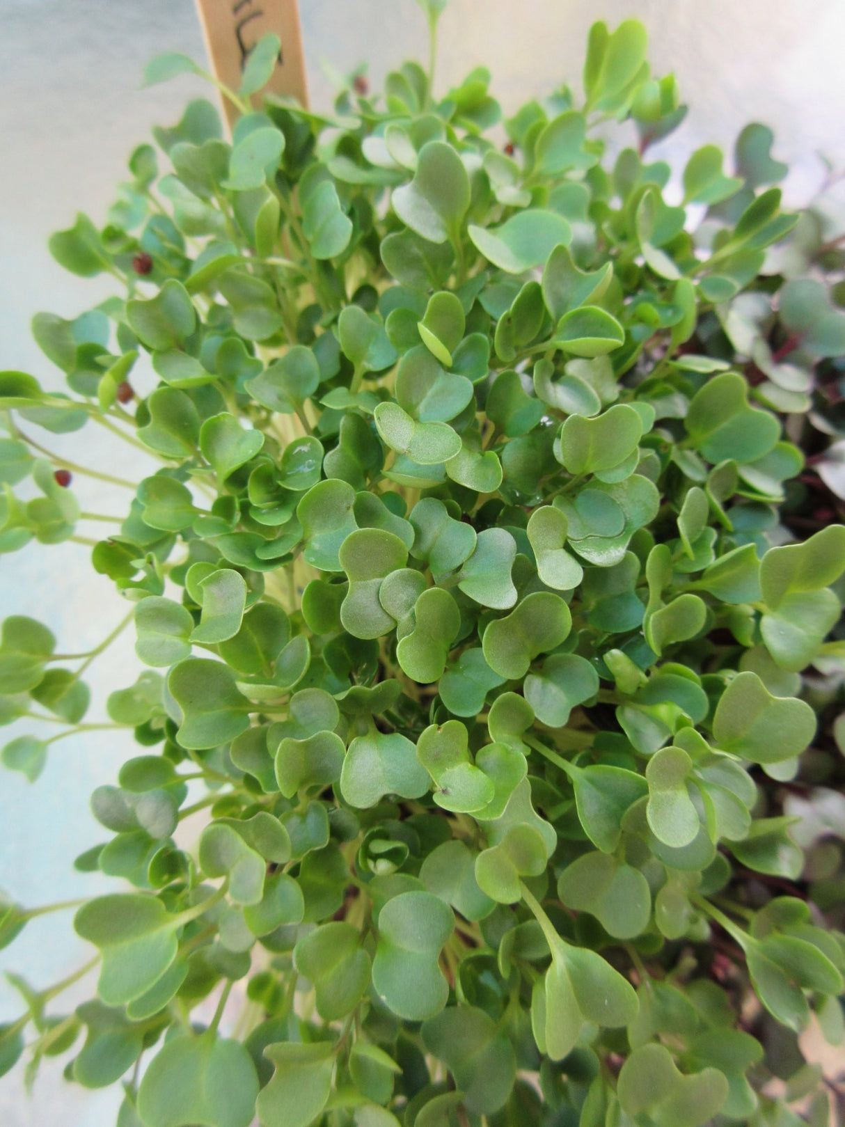 Kale Microgreens - Green Harvest