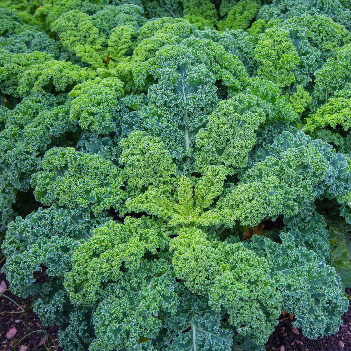 Kale 'Blue Curled Scotch'