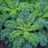 Kale 'Blue Curled Scotch'