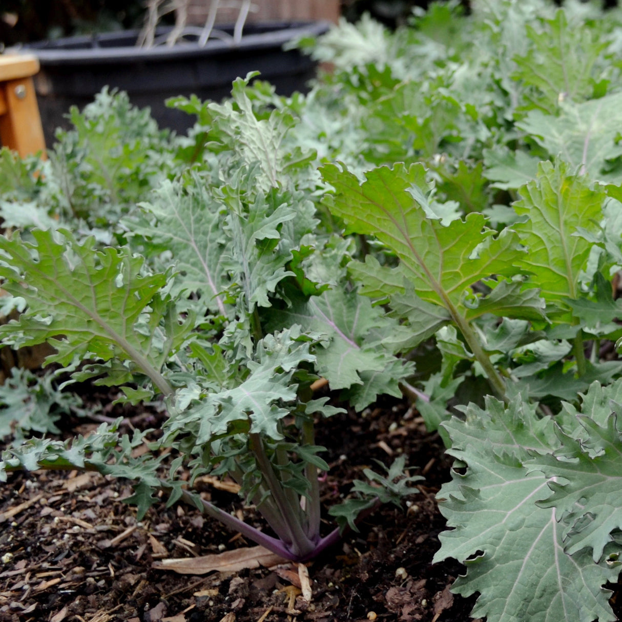 Kale 'Red Winter'