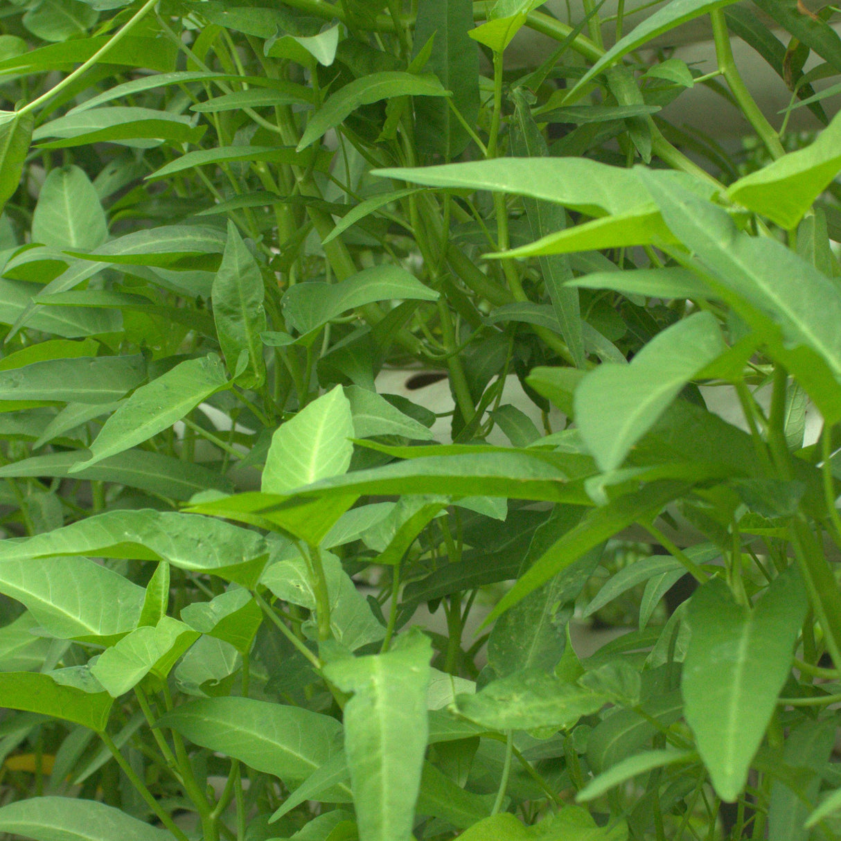 Kang Kong' 'Bamboo Leaf'