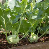 Kohlrabi 'White Vienna'