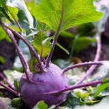 Kohlrabi 'Purple Vienna'