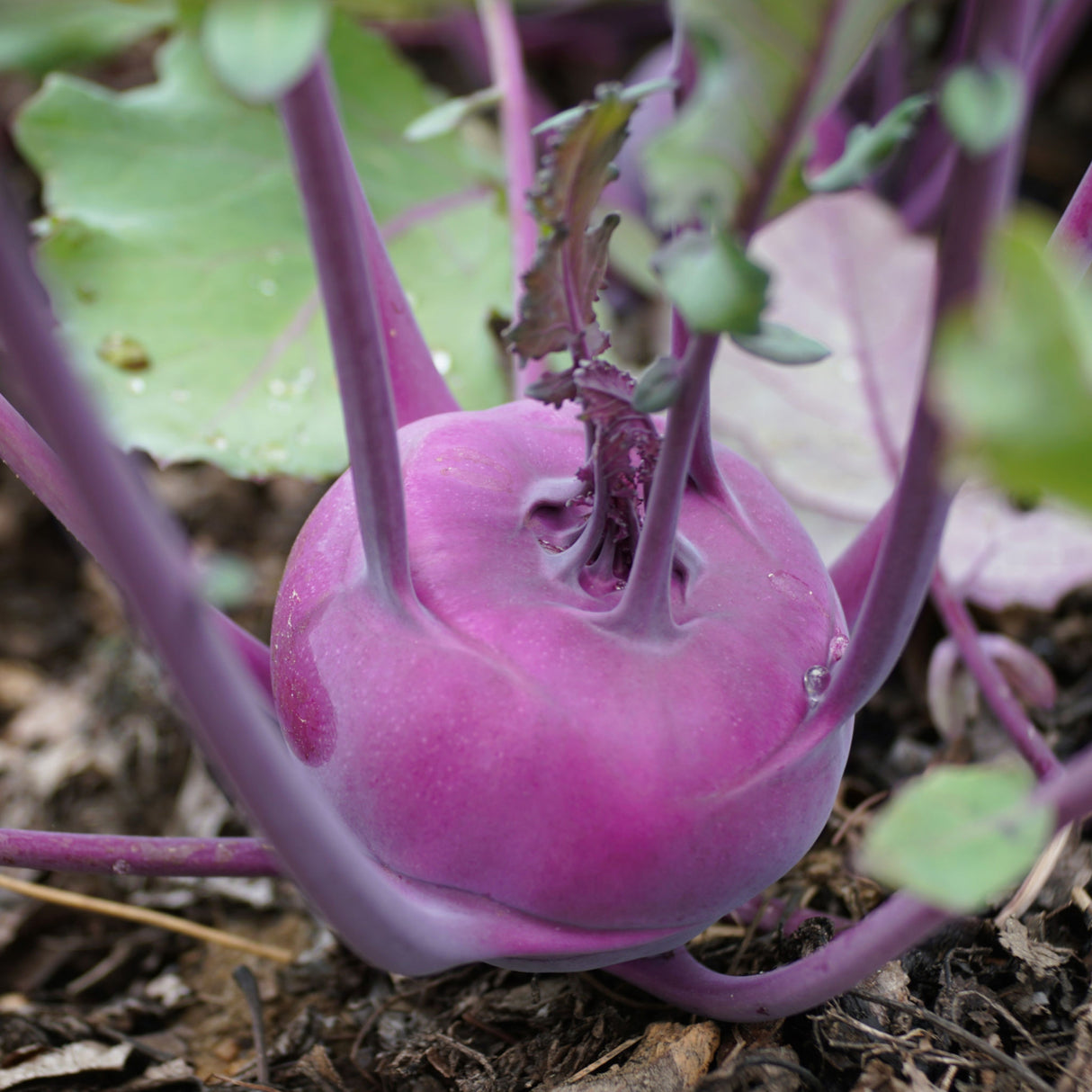 Kohlrabi 'Purple Vienna'