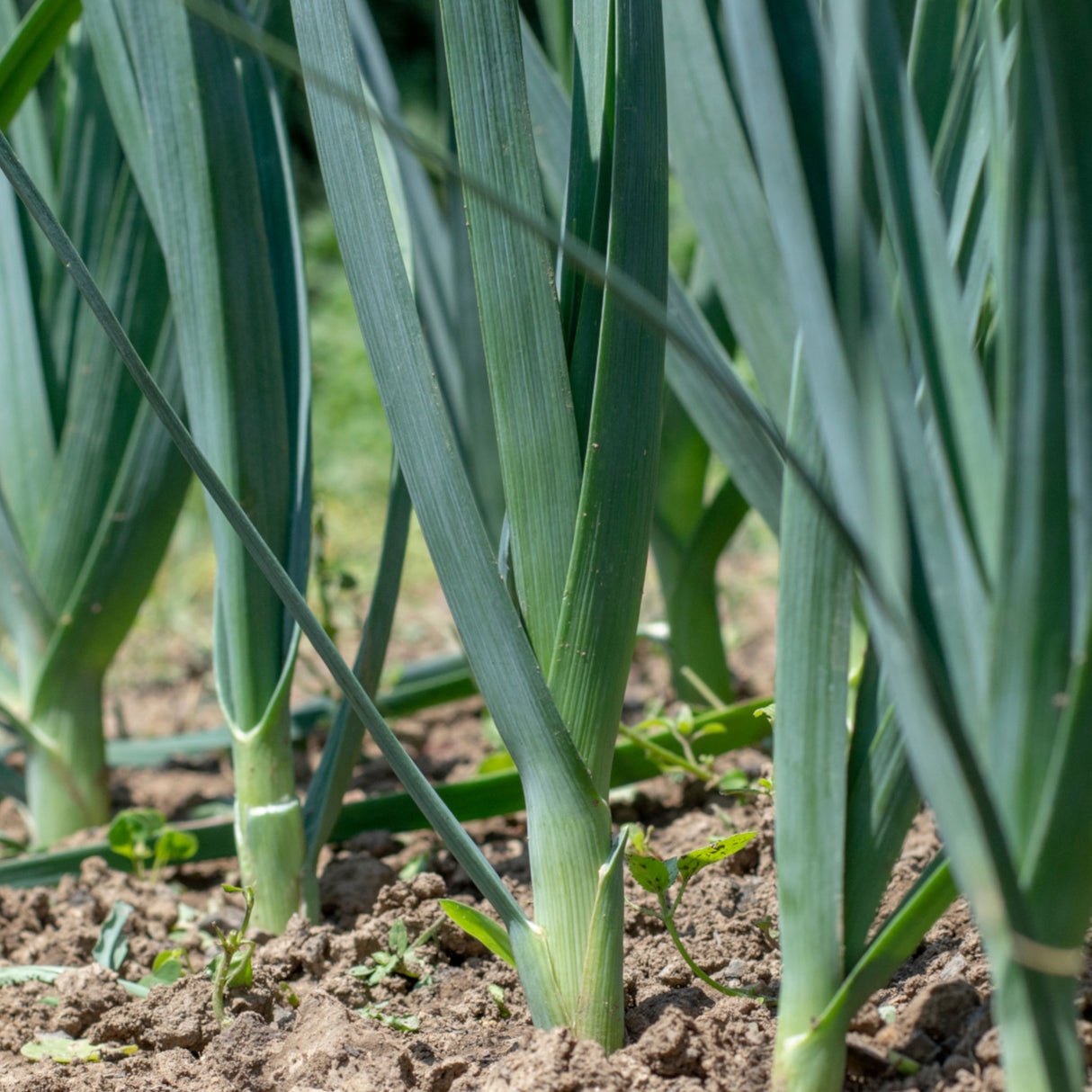 Leek 'Giant Carentan'