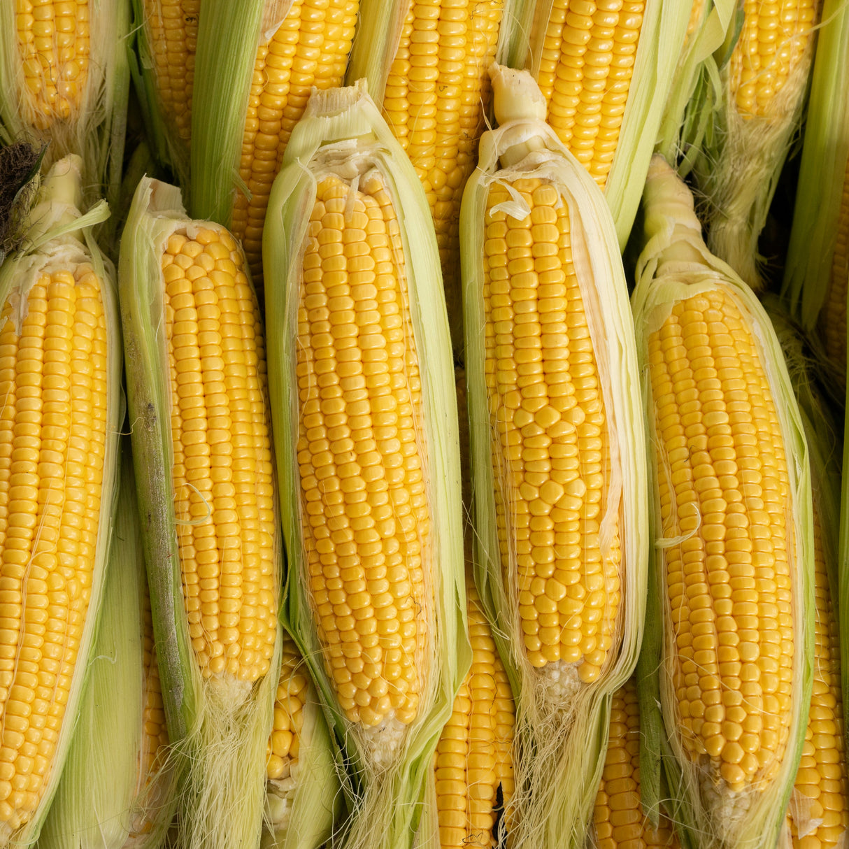 Sweet Corn 'Legacy'