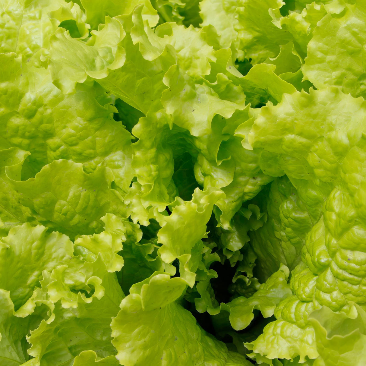 Lettuce 'Black Seeded Simpson'