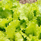 Lettuce 'Black Seeded Simpson'