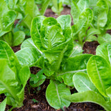 Lettuce 'Little Gem'