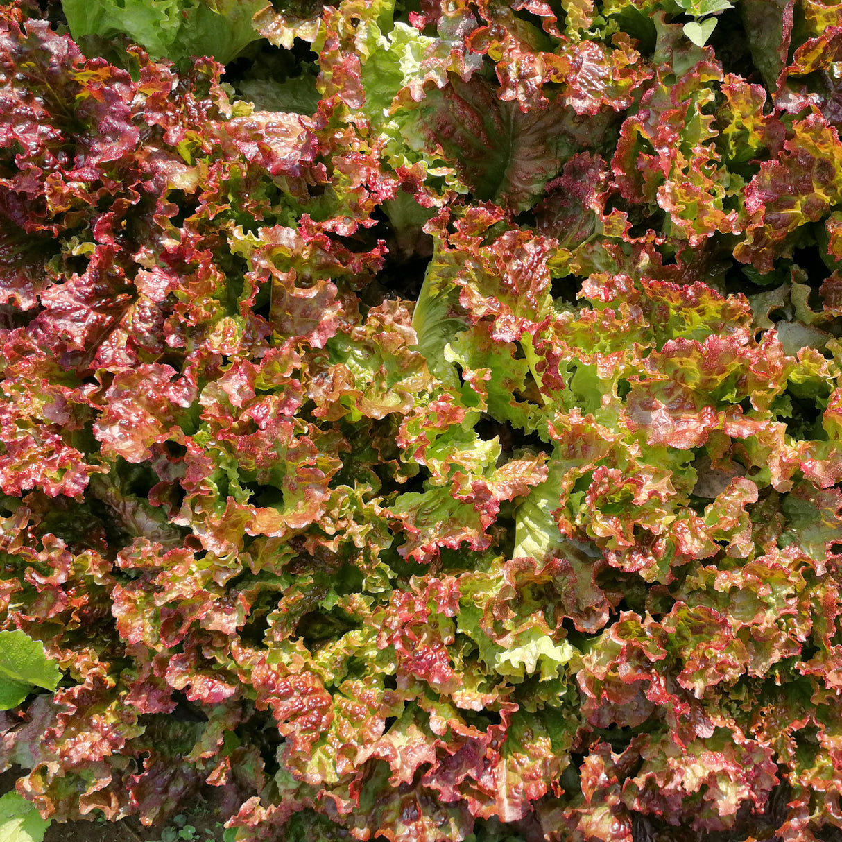 Lettuce 'Red Sails'