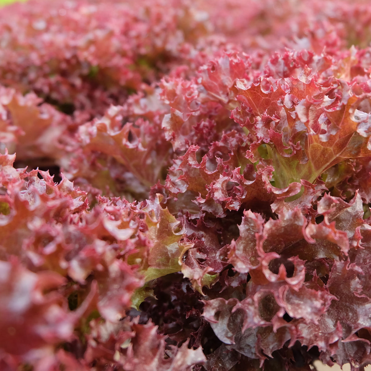 Lettuce 'Salad Bowl Red'