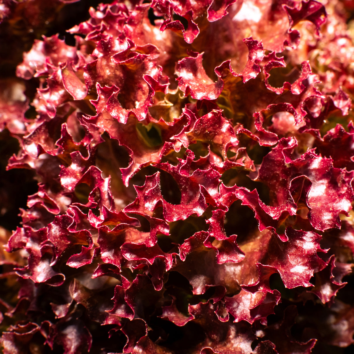 Lettuce 'Lollo Rossa Darkness'