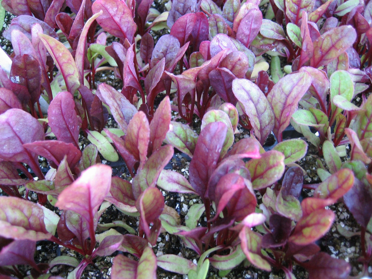 Microgreens Beet Bulls Blood - Green Harvest