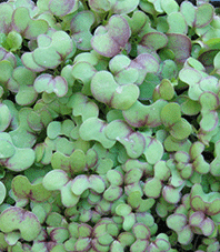 Mustard Microgreens - Green Harvest