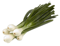 Onion 'Early White Grano' - Green Harvest