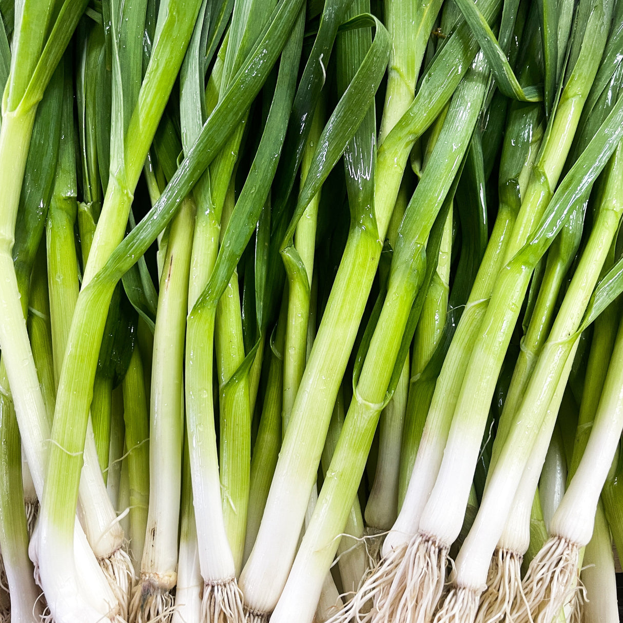 Onion 'Evergreen Bunching'