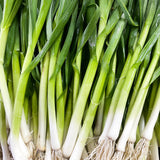 Onion 'Evergreen Bunching'