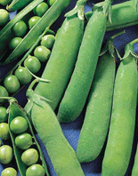 Pea 'Massey Gem' - Green Harvest